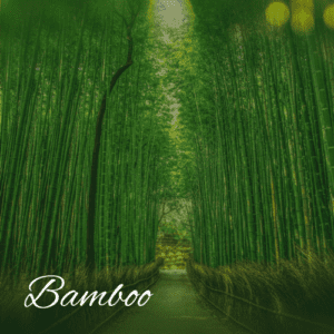 A bamboo forest